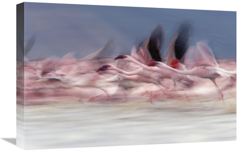 Global Gallery GCS-396381-1624-142 16 x 24 in. Lesser Flamingo Group T