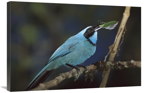 Global Gallery GCS-451839-2436-142 24 x 36 in. Turquoise Jay with Inse