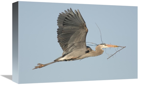 Global Gallery GCS-397427-1218-142 12 x 18 in. Great Blue Heron Flying