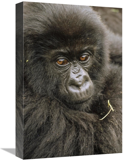 Global Gallery GCS-452787-1218-142 12 x 18 in. Mountain Gorilla Juveni