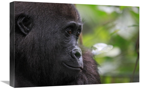 Global Gallery GCS-398073-1624-142 16 x 24 in. Orphan Gorilla, Gab