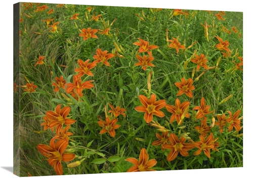 Global Gallery GCS-452171-2432-142 24 x 32 in. Orange Daylily Growing 