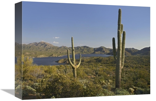 Global Gallery GCS-396132-1216-142 12 x 16 in. Saguaro Cactus at Bartl