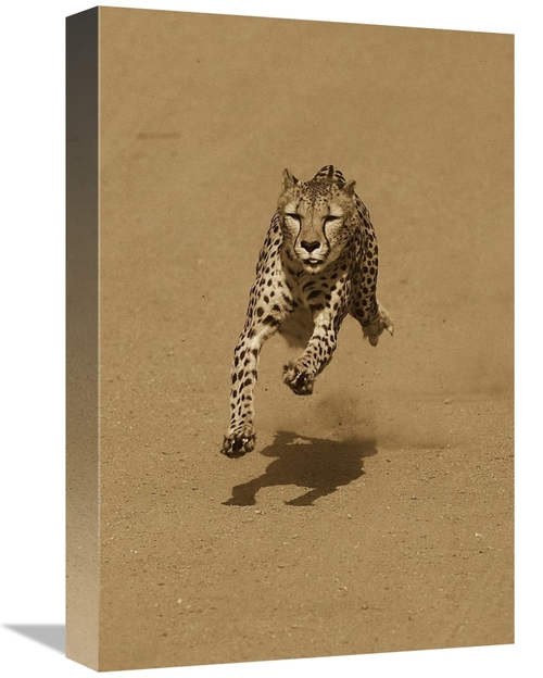 Global Gallery GCS-453664-1218-142 12 x 18 in. Cheetah Running, Na