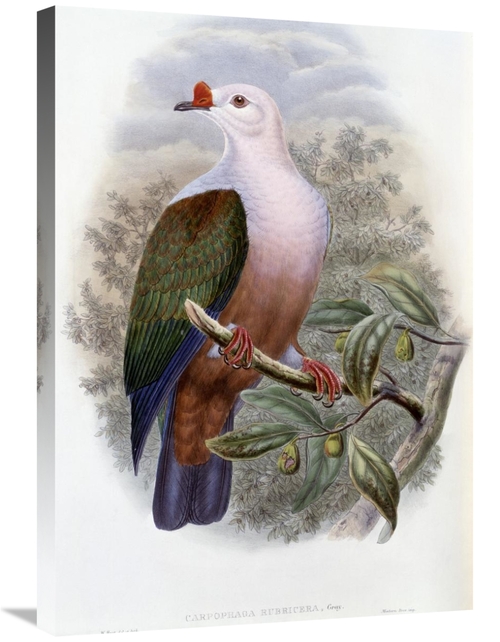 Global Gallery GCS-277773-30-142 30 in. New-Ireland Fruit-Pigeon Art P