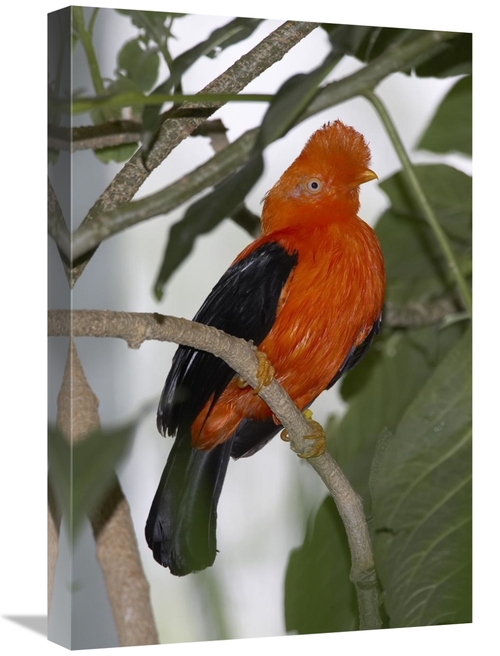 Global Gallery GCS-450855-1624-142 16 x 24 in. Andean Cock-Of-The-Rock