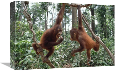 Global Gallery GCS-395746-1218-142 12 x 18 in. Orangutan Pair Playing 