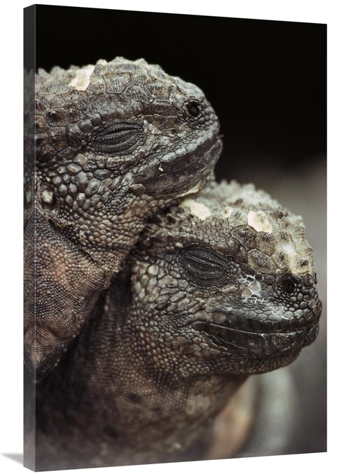 Global Gallery GCS-451109-2436-142 24 x 36 in. Marine Iguana Pair Rest