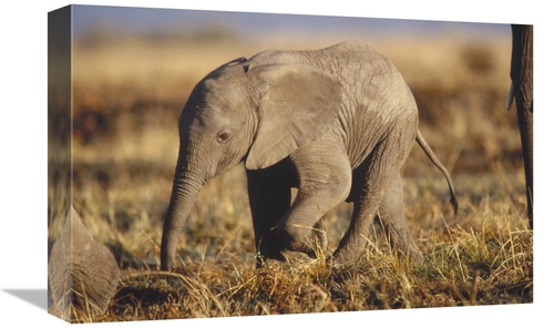 Global Gallery GCS-451980-1218-142 12 x 18 in. African Elephant Baby&#