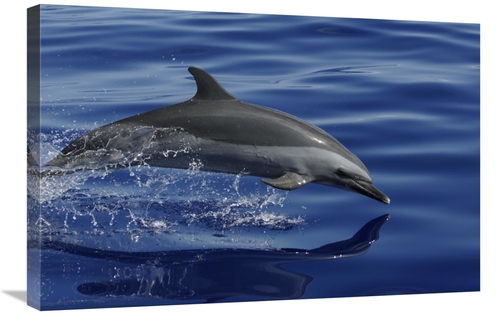 Global Gallery GCS-453580-2030-142 20 x 30 in. Pantropical Spotted Dol