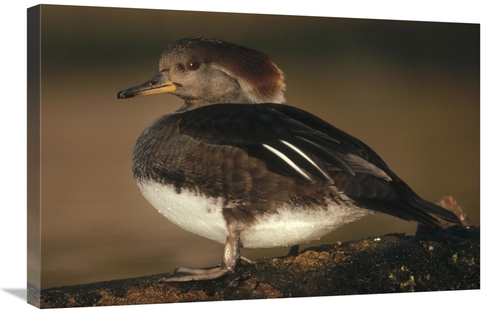 Global Gallery GCS-396510-2030-142 20 x 30 in. Hooded Merganser Female