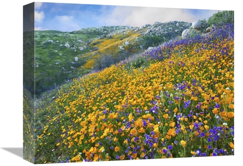 Global Gallery GCS-395954-1216-142 12 x 16 in. California Poppy & Dese