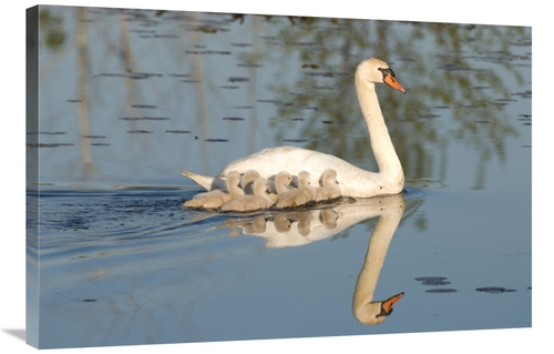 Global Gallery GCS-397391-2436-142 24 x 36 in. Mute Swan with Cygnets&