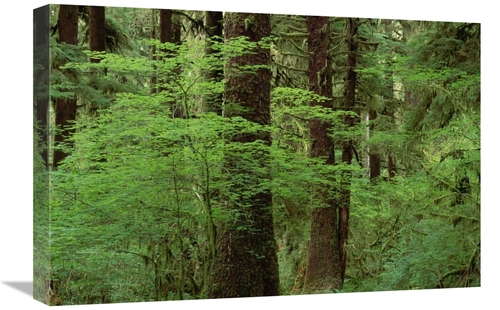 Global Gallery GCS-452867-1624-142 16 x 24 in. Western Hemlock in Old 