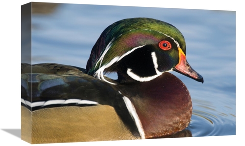Global Gallery GCS-397398-1218-142 12 x 18 in. Wood Duck Male in Breed