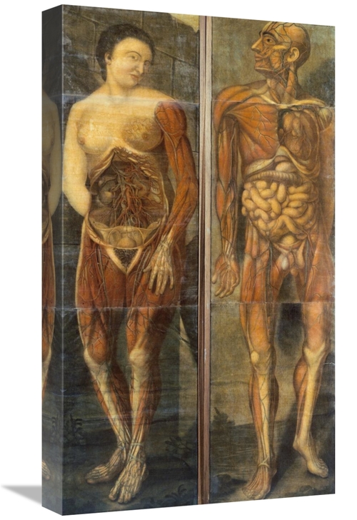 Global Gallery GCS-266144-22-142 22 in. Anatomical Drawings of Male & 