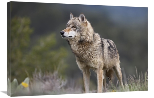 Global Gallery GCS-452264-2436-142 24 x 36 in. Gray Wolf, North Am