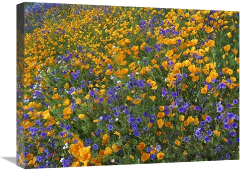 Global Gallery GCS-396879-1824-142 18 x 24 in. California Poppy & Dese