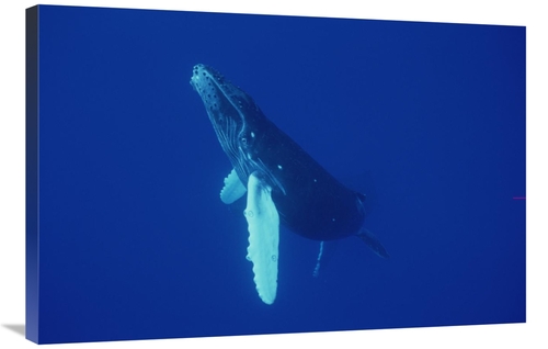 Global Gallery GCS-450791-2436-142 24 x 36 in. Humpback Whale Curious 