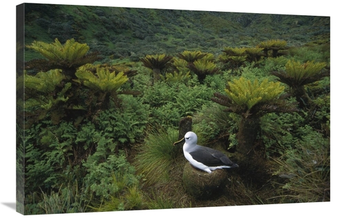 Global Gallery GCS-451795-2436-142 24 x 36 in. Yellow-Nosed Albatross 