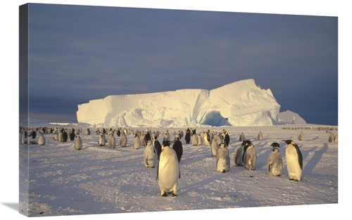 Global Gallery GCS-451181-2030-142 20 x 30 in. Emperor Penguin Large R