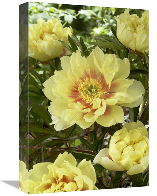 Global Gallery GCS-398355-1218-142 12 x 18 in. Peony Bartzella Variety