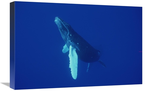 Global Gallery GCS-450791-1624-142 16 x 24 in. Humpback Whale Curious 