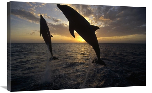 Global Gallery GCS-452295-2436-142 24 x 36 in. Bottlenose Dolphin Pair