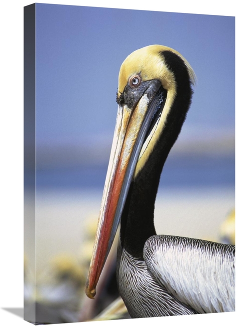 Global Gallery GCS-451076-1624-142 16 x 24 in. Peruvian Pelican in Bre