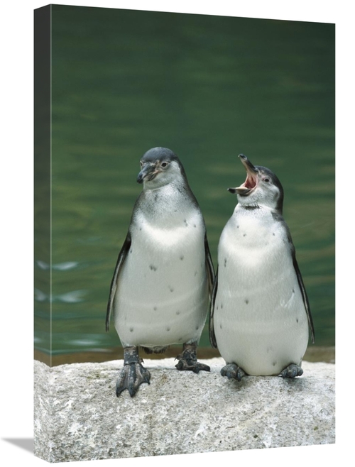 Global Gallery GCS-398515-1624-142 16 x 24 in. Humboldt Penguin Two Ch