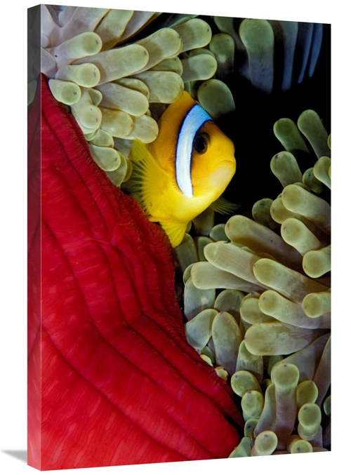 Global Gallery GCS-398225-2030-142 20 x 30 in. Red Sea Anemonefish Hid