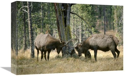 Global Gallery GCS-451863-1218-142 12 x 18 in. Elk Two Males Sparring&