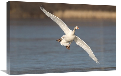 Global Gallery GCS-397374-2030-142 20 x 30 in. Mute Swan Flying, K