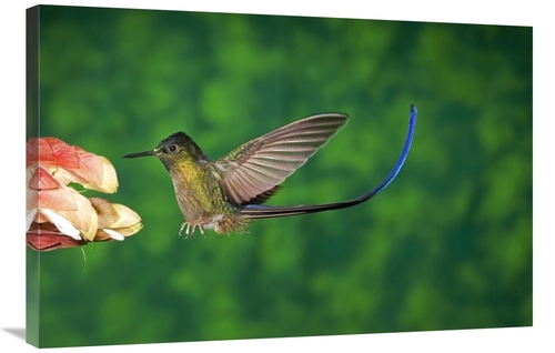 Global Gallery GCS-398307-2436-142 24 x 36 in. Violet-Tailed Sylph Hum