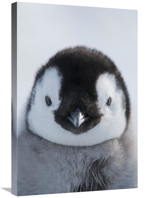 Global Gallery GCS-395611-2030-142 20 x 30 in. Emperor Penguin Chick&#