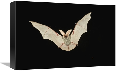 Global Gallery GCS-395724-1218-142 12 x 18 in. Spotted Bat Flying at N