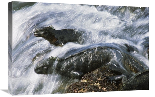 Global Gallery GCS-451147-2030-142 20 x 30 in. Marine Iguana Pair in S