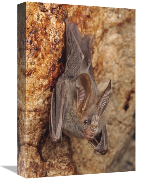 Global Gallery GCS-397566-1218-142 12 x 18 in. Lesser False Vampire Ba