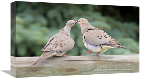 Global Gallery GCS-486419-22-142 22 in. The Love Birds Art Print - Vic