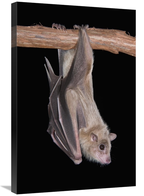 Global Gallery GCS-397292-2030-142 20 x 30 in. Egyptian Fruit Bat Roos