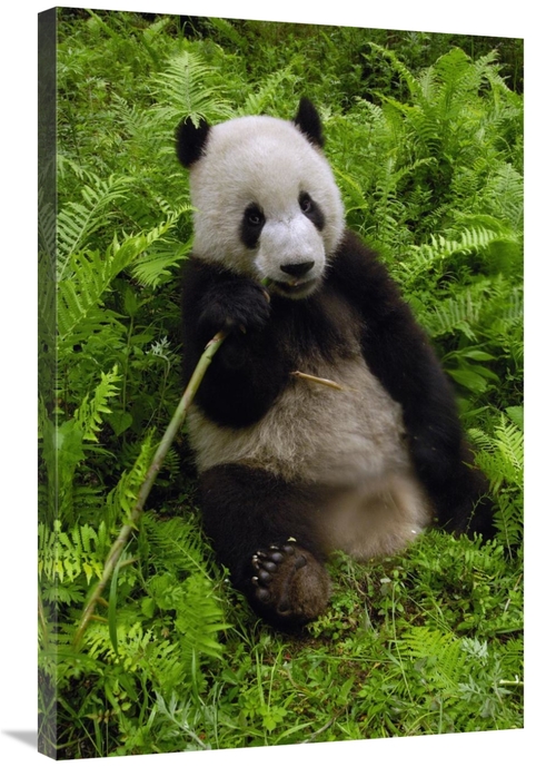 Global Gallery GCS-397879-2436-142 24 x 36 in. Giant Panda Eating Bamb