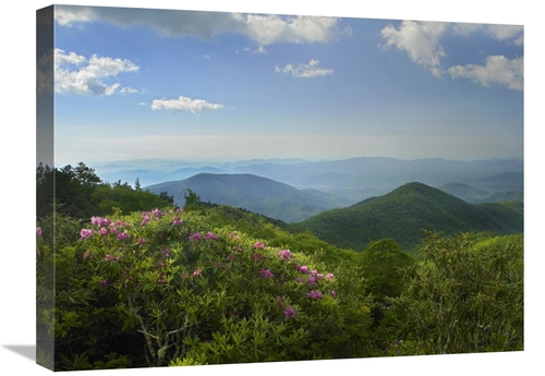 Global Gallery GCS-397006-1824-142 18 x 24 in. Rhododendron Tree Flowe