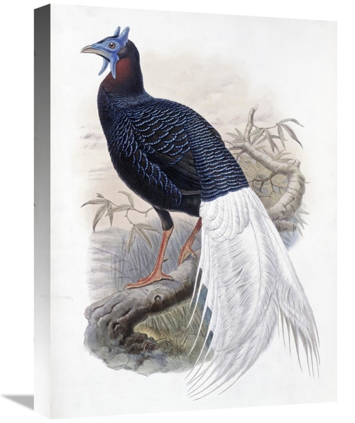 Global Gallery GCS-277747-22-142 22 in. Bulwers Pheasant Art Print - J