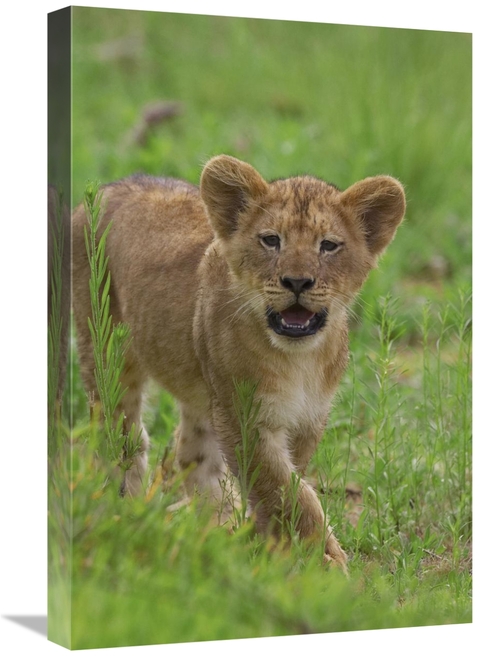 Global Gallery GCS-398153-1624-142 16 x 24 in. African Lion Cub Callin