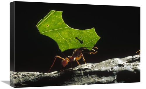 Global Gallery GCS-452425-1624-142 16 x 24 in. Leafcutter Ant Carrying