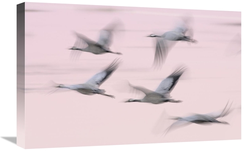 Global Gallery GCS-395687-1624-142 16 x 24 in. Common Cranes in Flight