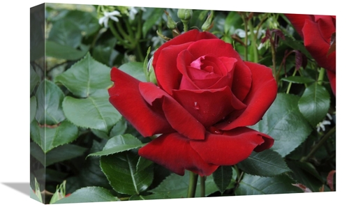 Global Gallery GCS-398366-1218-142 12 x 18 in. Rose Ingrid Bergman Var