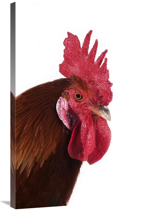 Global Gallery GCS-397524-2436-142 24 x 36 in. Domestic Chicken, G