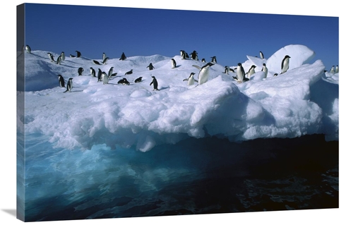 Global Gallery GCS-453393-2436-142 24 x 36 in. Adelie Penguins on Iceb