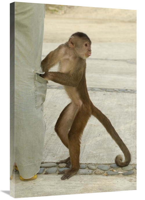 Global Gallery GCS-453088-2436-142 24 x 36 in. White-Fronted Capuchin 